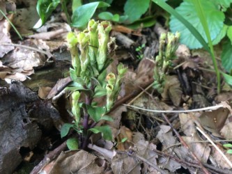 花が終わったフデリンドウ