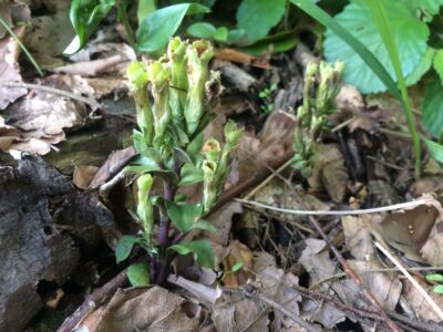 花が終わったフデリンドウ