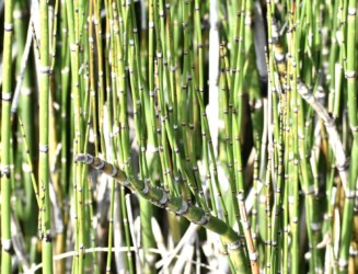 古い茎から新しい茎が大量に生える
