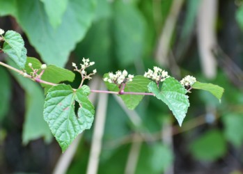 ノブドウの花と果実