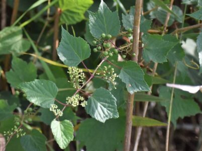 ノブドウの花と果実