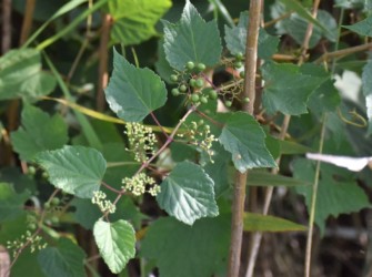 ノブドウの花と果実