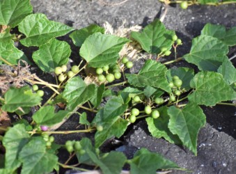 できた若い果実