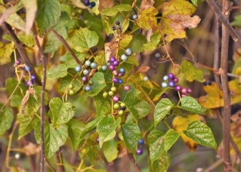 色彩が多様な果実