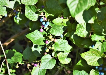 色彩が多様な果実