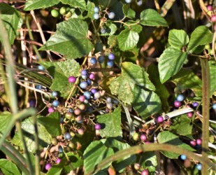 色彩が多様な果実