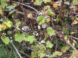 一応成熟した白い果実