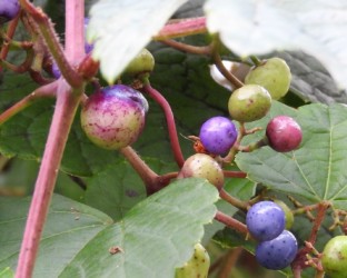 左の大きい果実がいびつのもの