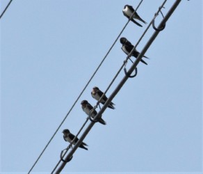 ツバメが電線にとまる