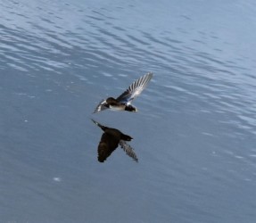 水面上の餌を探す