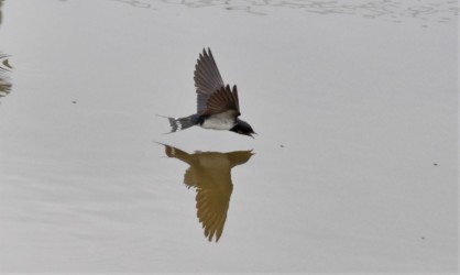 アメンボ(?)を捕まえる寸前