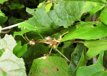 ヤマノイモのムカゴ