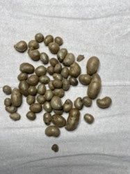 ヤマノイモのムカゴ