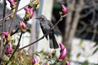 止まっているヒヨドリ