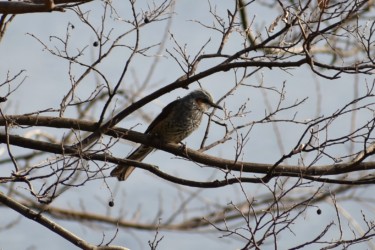 止まっているヒヨドリ