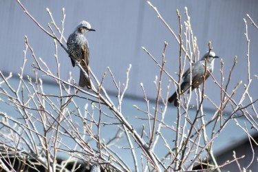 止まっているヒヨドリ