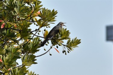 ピーッピーッと鳴くヒヨドリ