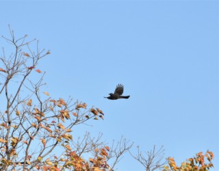 1羽で飛ぶヒヨドリ