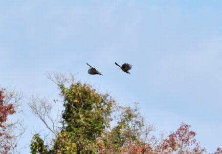 2羽で飛ぶヒヨドリ