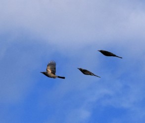 3羽で飛ぶヒヨドリ
