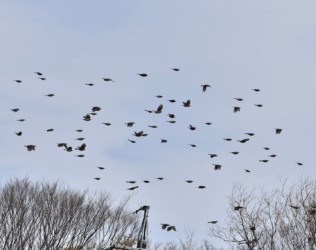 集団で移動中のヒヨドリ