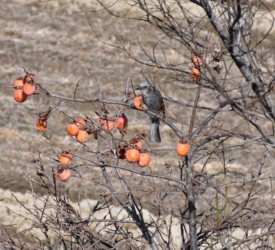 カキを食べに来たヒヨドリ