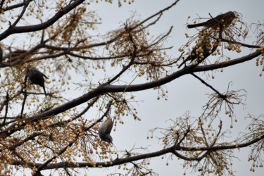 センダンの実を食べるヒヨドリ