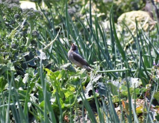 キャベツの葉を食べるヒヨドリ