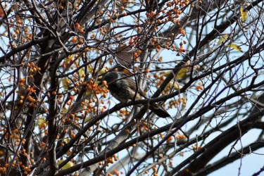 ツルウメモドキの実を食べるヒヨドリ