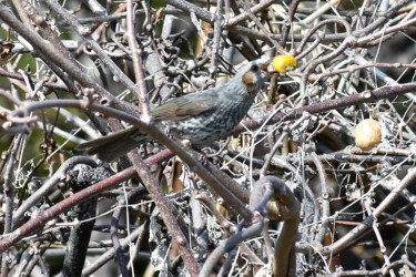 キンカンの実を咥えるヒヨドリ