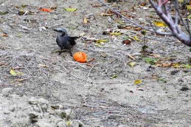 ミカンを啄むヒヨドリ