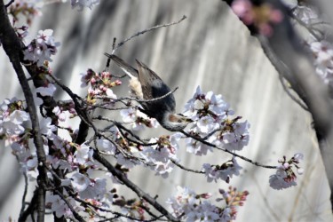 サクラの蜜を吸うヒヨドリ