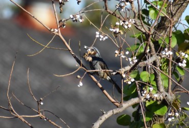 ナンキンハゼの実を食べるヒヨドリ