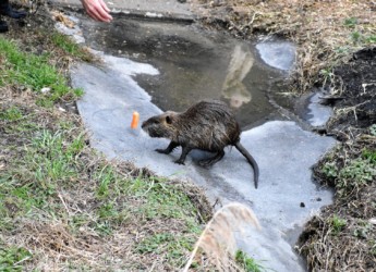 ニンジンを与える人がいます