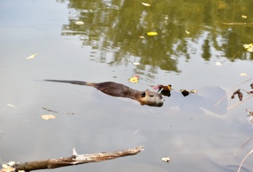 エサをとりに陸に上がる