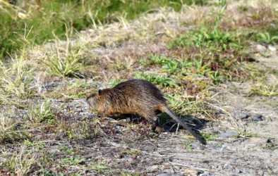 エサをとりに陸に上がる