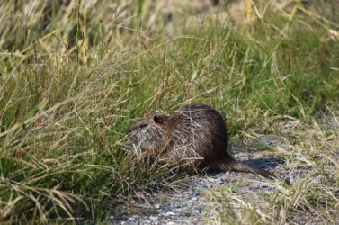 エサをとりに陸に上がる