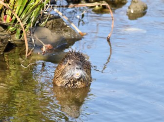 前歯の橙色が特長!