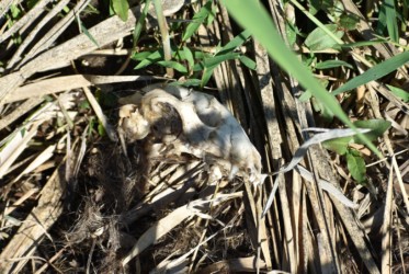 骨の前歯2本と臼歯が大きいからヌートリアか?