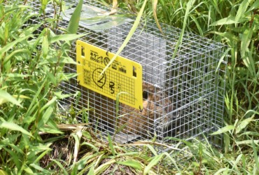 ネズミ捕りに掛かったヌートリア