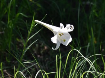 テッポウユリか?