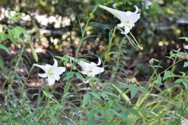 テッポウユリか?