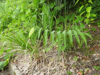 ヤマユリのツボミ