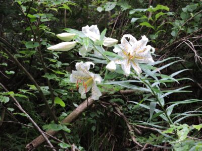 ヤマユリの花