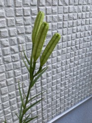 未成熟の子房 三日坊主という