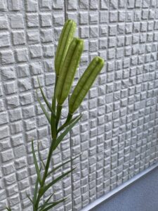 未成熟の子房 三日坊主という