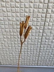 枯れ出した子房