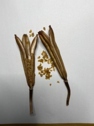 子房が裂けて種が出てくる