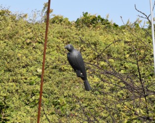 カラスの模型