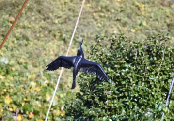 ビニールのカラス